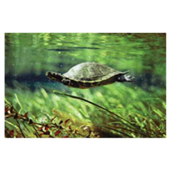 CeilingScenes Light Lens Turtle 1-Tile Square 24 in x 24 in Ea