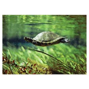 CeilingScenes Acoustic Tile Turtle 1-Tile Square 24 in x 24 in Ea