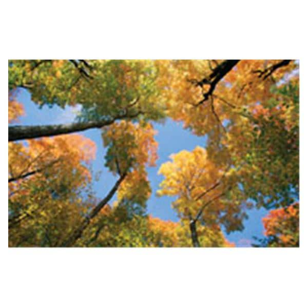 CeilingScenes Acoustic Tile Maple Tree 2-Tiles Vertical 24 in x 48 in Ea