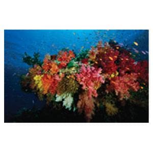 CeilingScenes Acoustic Tile Coral Reef 2-Tiles Horizontal 48 in x 24 in Ea