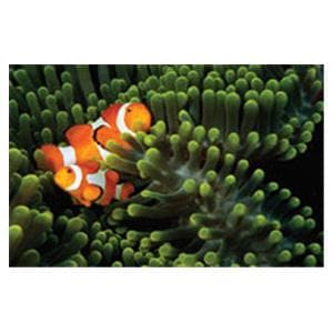 CeilingScenes Light Lens Clown Fish 2-Tiles Vertical 24 in x 48 in Ea