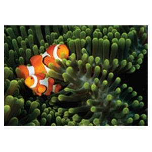 CeilingScenes Acoustic Tile Clown Fish 1-Tile Square 24 in x 24 in Ea