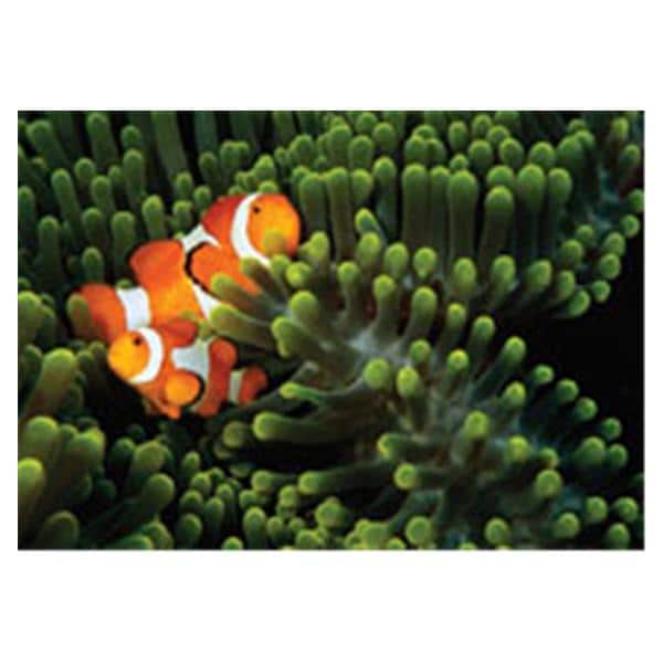 CeilingScenes Acoustic Tile Clown Fish 1-Tile Square 24 in x 24 in Ea