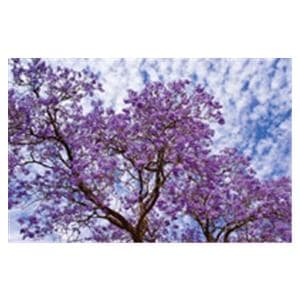 CeilingScenes Acoustic Tile Jacaranda 2-Tiles Horizontal 24 in x 24 in Ea