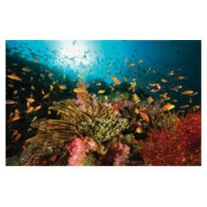 CeilingScenes Light Lens Sealife 2-Tiles Vertical 24 in x 24 in Ea