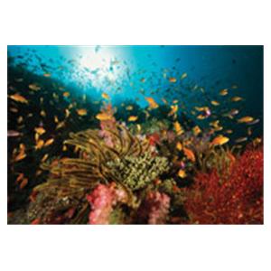 CeilingScenes Acoustic Tile Sealife 1-Tile Square 24 in x 24 in Ea