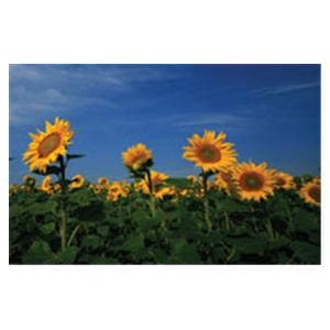 CeilingScenes Light Lens Sunflowers 4-Tiles Square 24 in x 24 in Ea