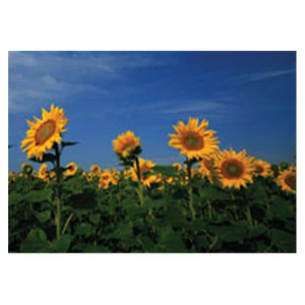 CeilingScenes Acoustic Tile Sunflowers 2-Tiles Vertical 24 in x 24 in Ea