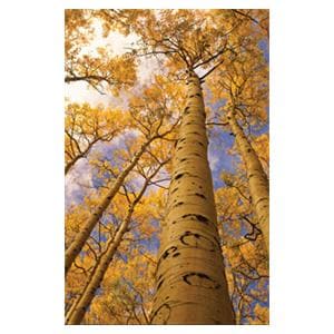 CeilingScenes Light Lens Aspen Trees 1-Tile Square 24 in x 24 in Ea