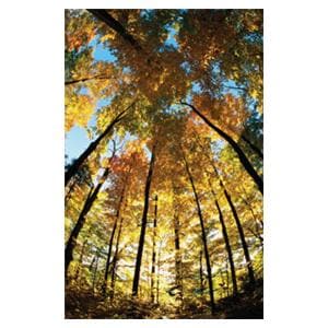 CeilingScenes Acoustic Tile Sugar Maple 1-Tile Square 48 in x 24 in Ea