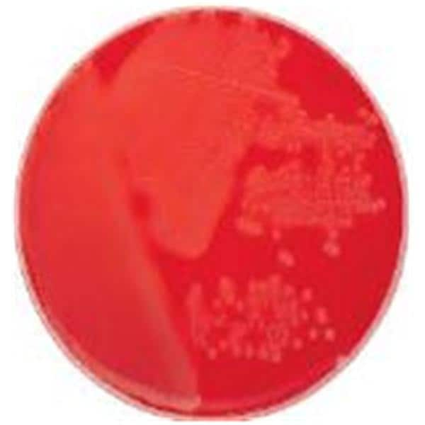 BBL Prepared Media Columbia Agar Plate 100/Bx