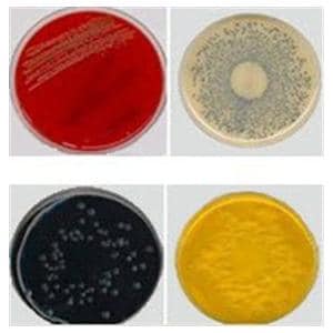 Culture TSA: Trypticase Soy Agar Spacesaver Plate 150/Pk