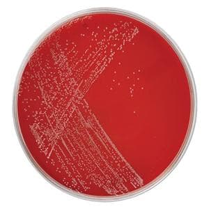 Campylobacter Agar Culture Plate 5% Sheep Blood 10/Pk