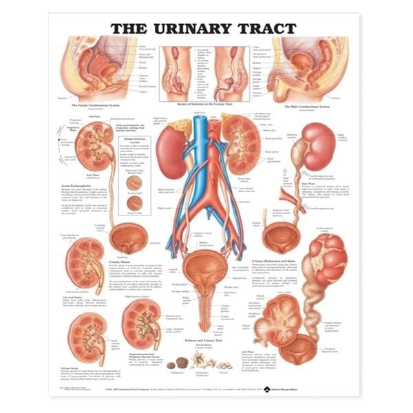 The Urinary Tract 20x26" Anatomical Chart Ea