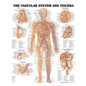 Vascular System and Viscera 20x26" Anatomical Chart EA