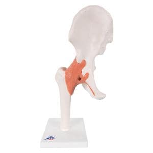 Functional Hip Joint Anatomical Adult Model EA