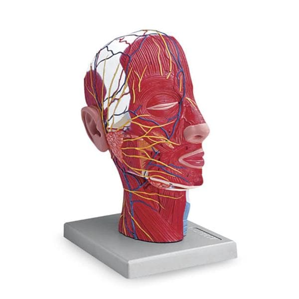 Half Head Anatomical Model Ea