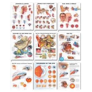 Dermatomes Laminated 1.5 19" x 26" Clinical Chart EA