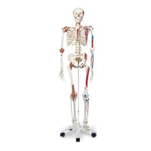 Model Male Super Skeleton Ea