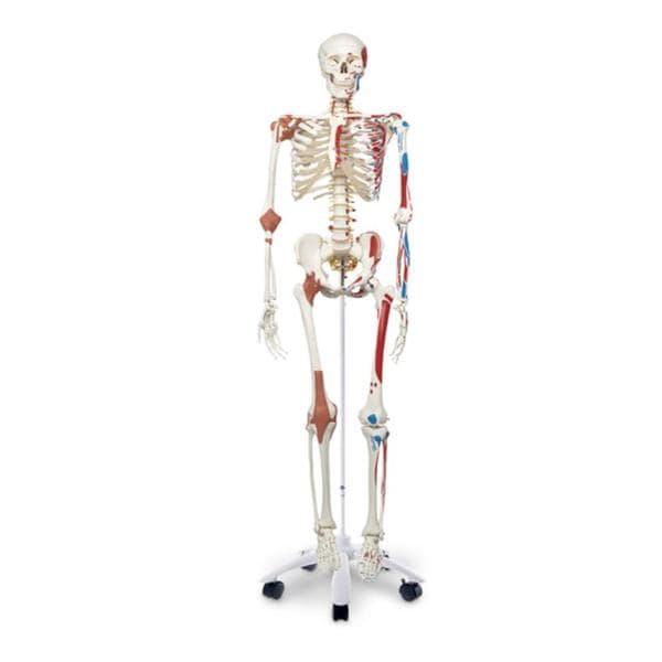 Model Male Super Skeleton Ea