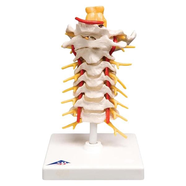 Cervical Vertebral Model