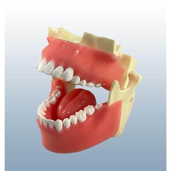 Mouth X-Ray Adult Model Ea