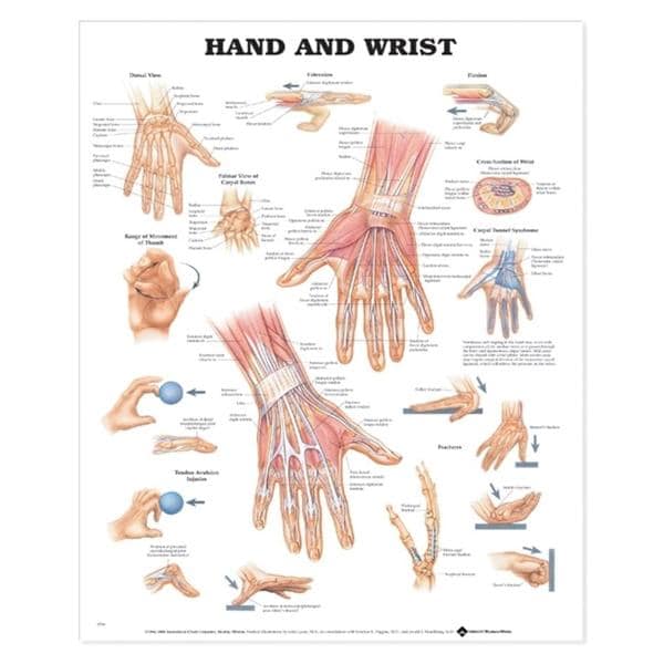 Hand And Wrist 20x26" Anatomical Chart Ea