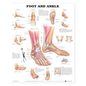 Foot And Ankle 20x26" Anatomical Chart EA