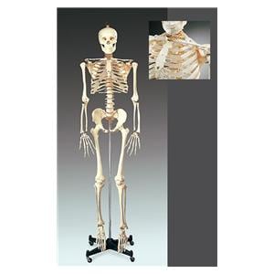 Numbered Skeleton Anatomical Model EA