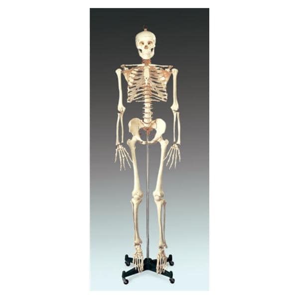 Budget Bucky Anatomical Adult Model EA