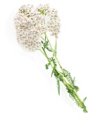 Achillea Millefolium